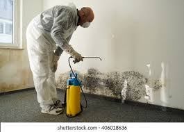 Why You Should Choose Our Mold Remediation Services in Brooklyn, IA